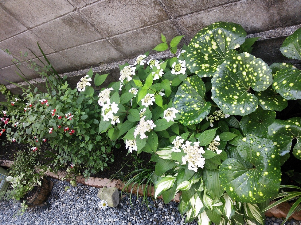 〔ちょこっと、つぶやき『家の花壇・・・』〕