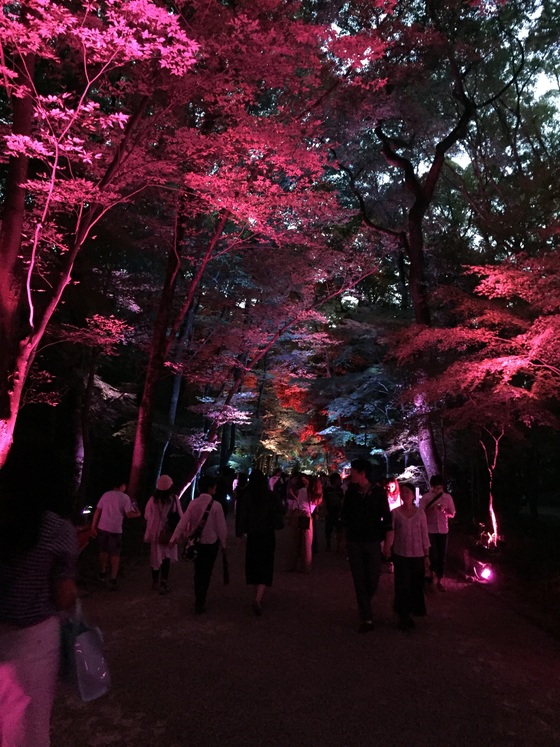 下鴨神社のライトアップ