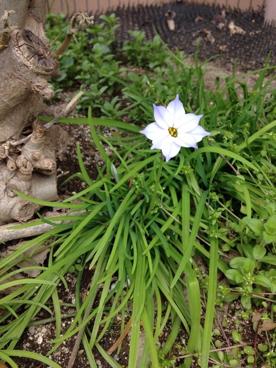 北館玄関前にお花